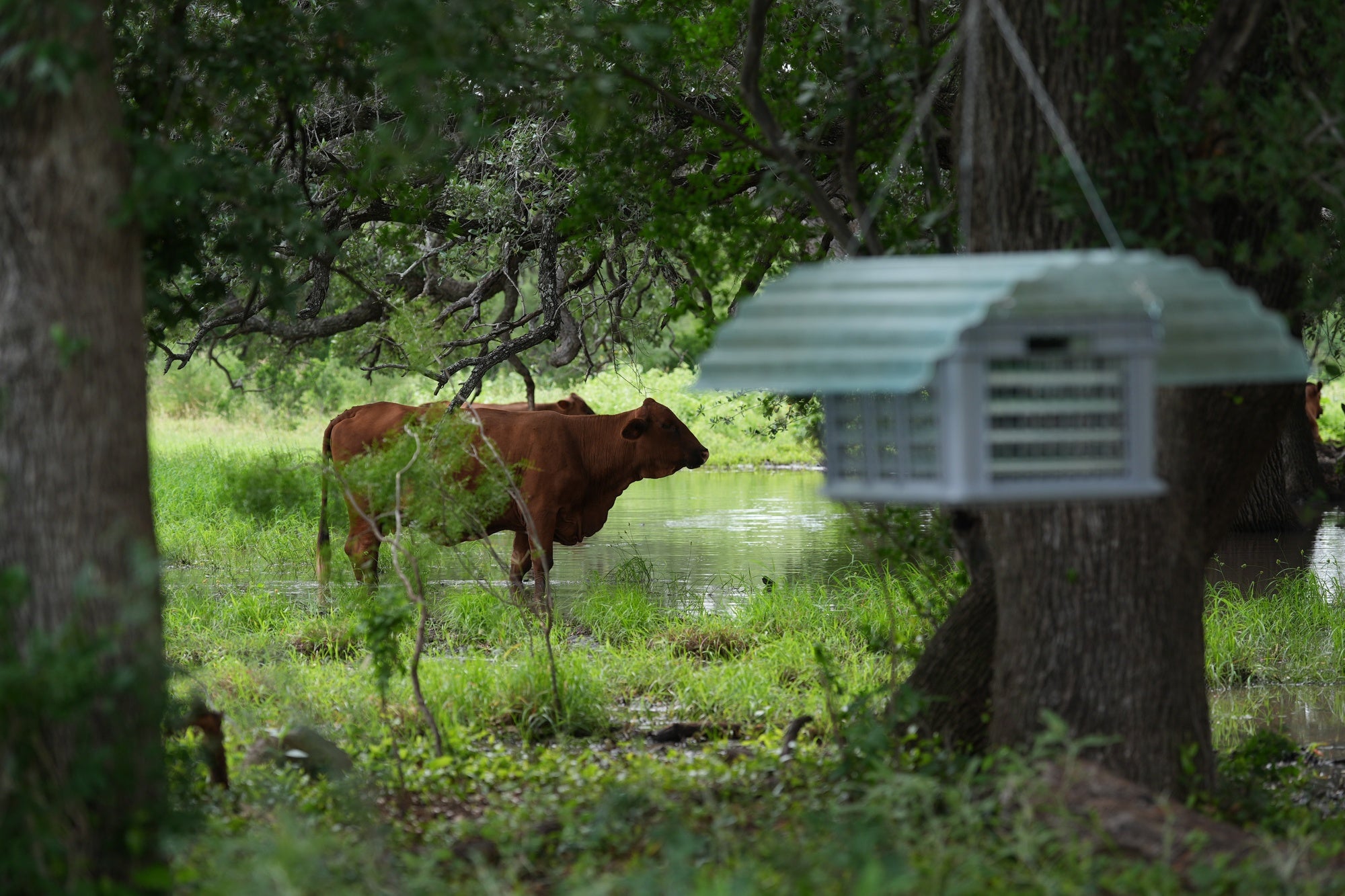 What the New World Screwworm Outbreak Reveals About US Agricultural Security