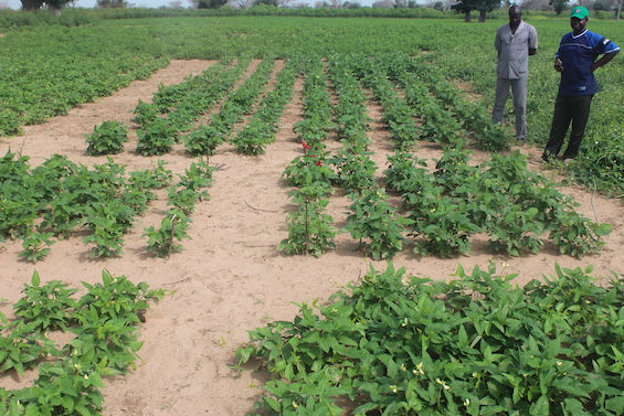 Field trial of new cowpea variety in Keur Bassirou Thiam village in Darou Mousty district, Senegal. Photo courtesy of Aliou Faye.