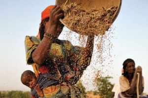 Woman shaking a basket of grain