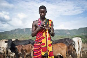 A man stands in a field of grazing cattle on a cell phone.