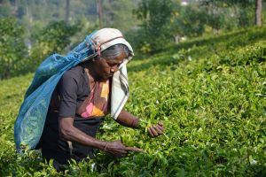 A woman picking tea leaves at the Tea Research Institute of Sri Lanka, Talawakelle, Sri Lanka