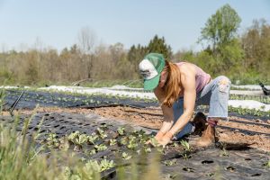 A female farmer plants transplants at a farm in Pennsylvania