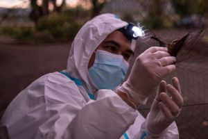 A scientist looks at a bat to test infection