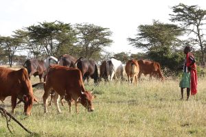 A person stands in a field in Kenya with cows