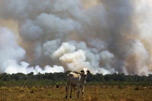 Cow stands in front of a tree line with plumes of smoke indicating forest destruction in the Amazon.