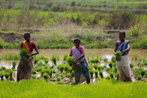 Three women harvest vegetation in a field in India.