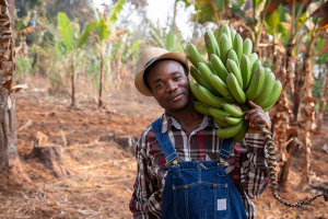 A farmer holds bananas on a farm.