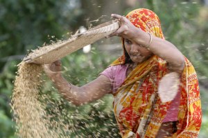 A Bangladeshi farmer woman separates the husk from the grain during harvest at Saturia village, on the outskirts of Dhaka.