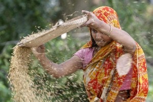 A Bangladeshi farmer woman separates the husk from the grain during harvest at Saturia village, on the outskirts of Dhaka.