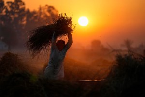 A farmer thrashes wheat crop after harvest early morning.