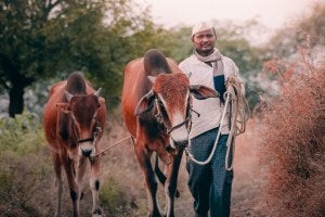 A young man leads two cows on a dirt road.