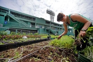 Abbie Doane-Simon, of Green City Growers, cultivates produce in a rooftop garden on the third-base side of Fenway Park in Boston.