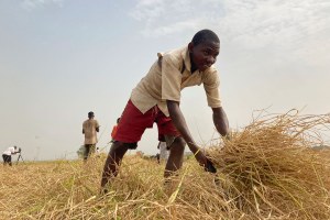 Mohammed Abdul, a farmer who said he 'had to start from the beginning' after losing all his farm inputs to violent attacks in Nigeria's north, works on a rice farm in Agatu village on the outskirts of Benue State in northcentral Nigeria.