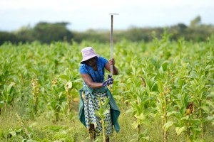 A woman works in a field at a farm on the outskirt of Harare, Zimbabwe.