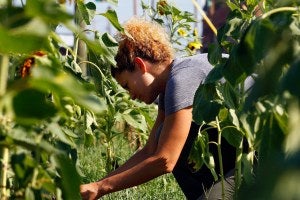 Research fellow Brandy-Joe Milliron works in the garden at Downtown Health Plaza in Winston-Salem, N.C.