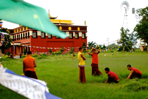 Monks cutting grass at the Sakya Monastery.