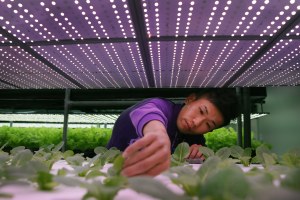 Farmer Chang Chen-kai prunes common salad lettuce growing under banks of LED lights at the ARWIN plant factory in Miaoli, northern Taiwan.