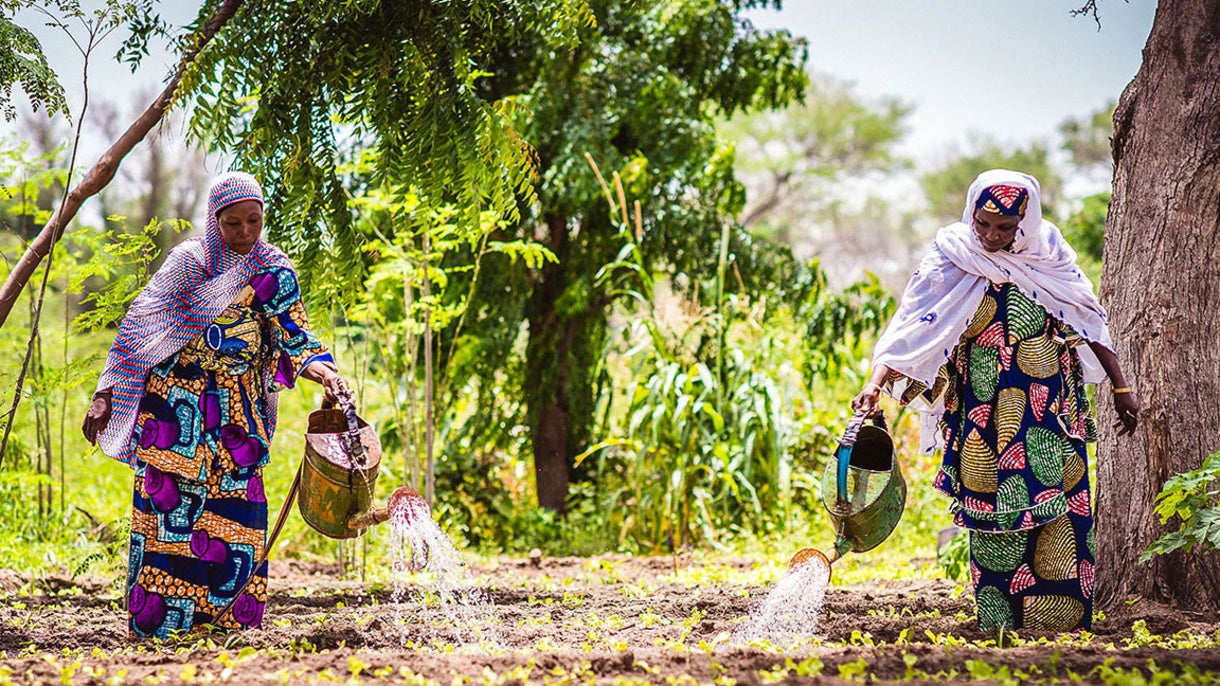 Women in Niger water a vegetable garden.