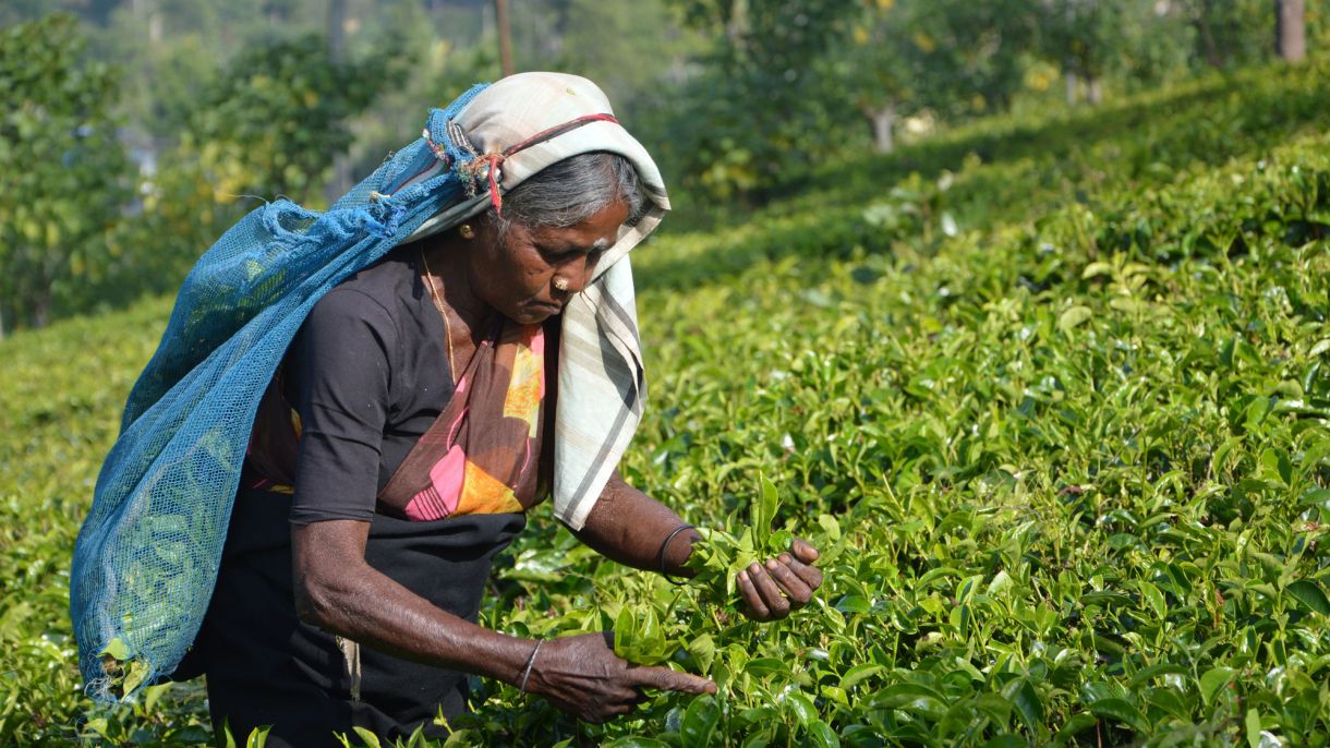 2012 Progress Report on U.S. Leadership in Global Agricultural Development | Chicago Council on Global Affairs