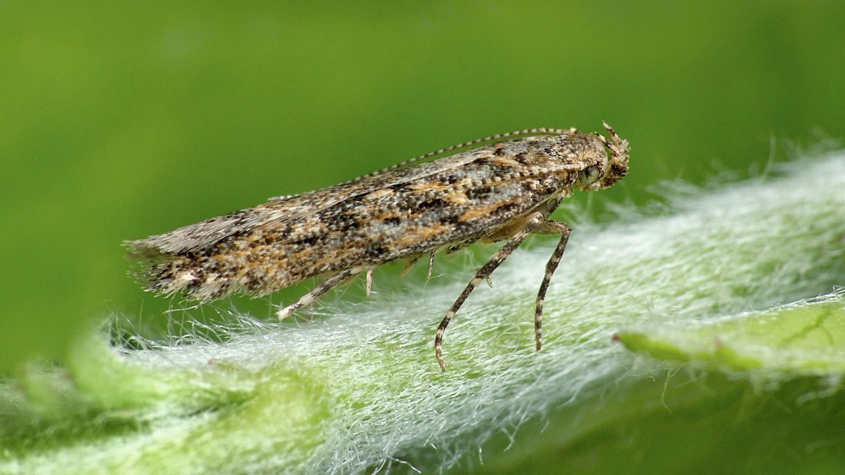 Tuta absoluta, a pest mainly of tomato crops