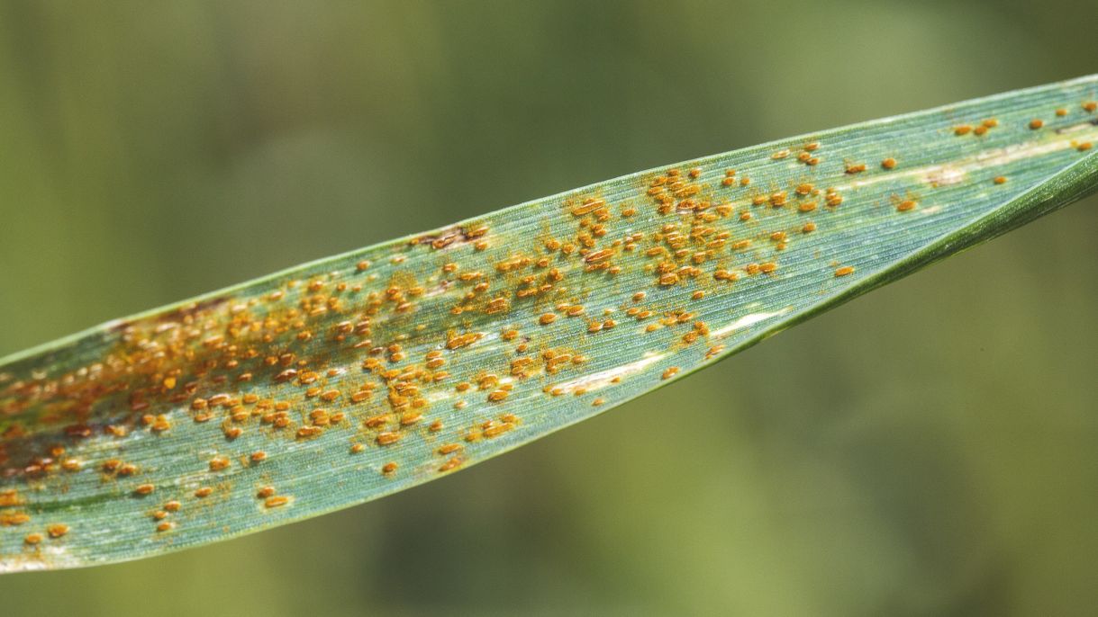 Wheat rust