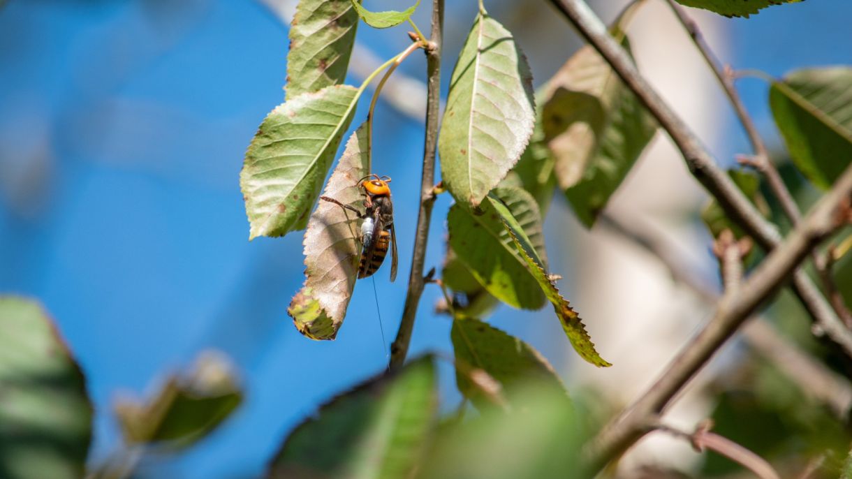 Murder hornets in a tree