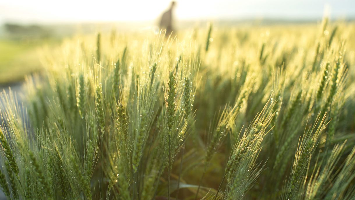 Emmer Wheat