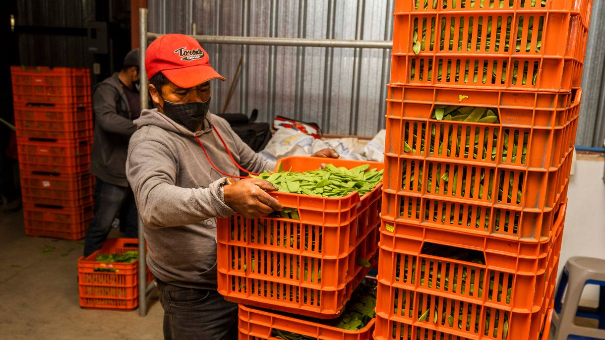 A worker holds a crate of vegetables.