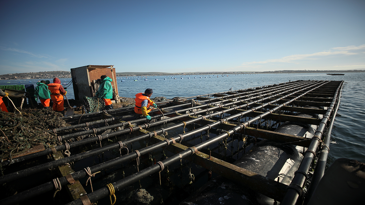 Wild Pigs, Lab Foie Gras, and Drought Reroute | Chicago Council on Global Affairs