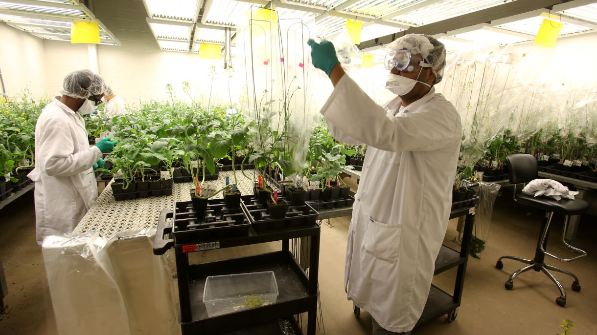 Research technicians working on the development of clubroot-resistant canola bag plants.