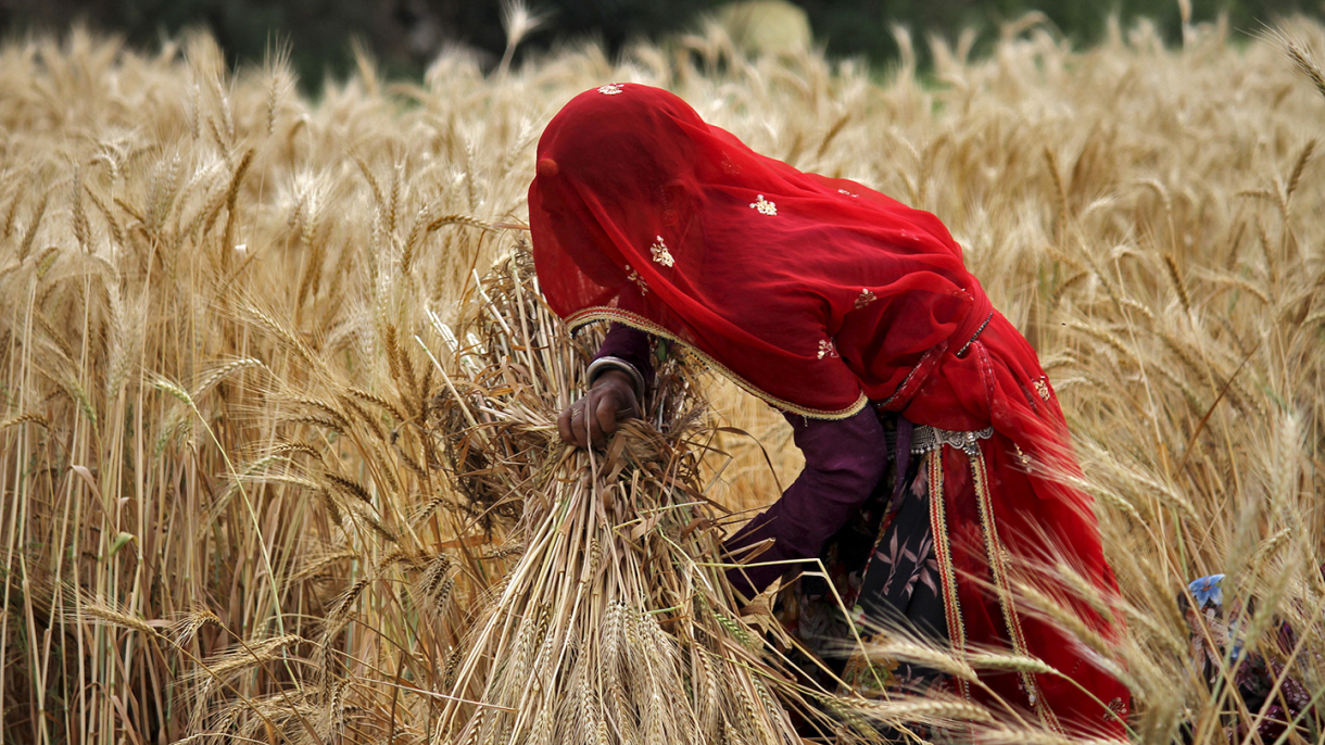 Genetically Modified Wheat Gets a Boost With Brazil Approval