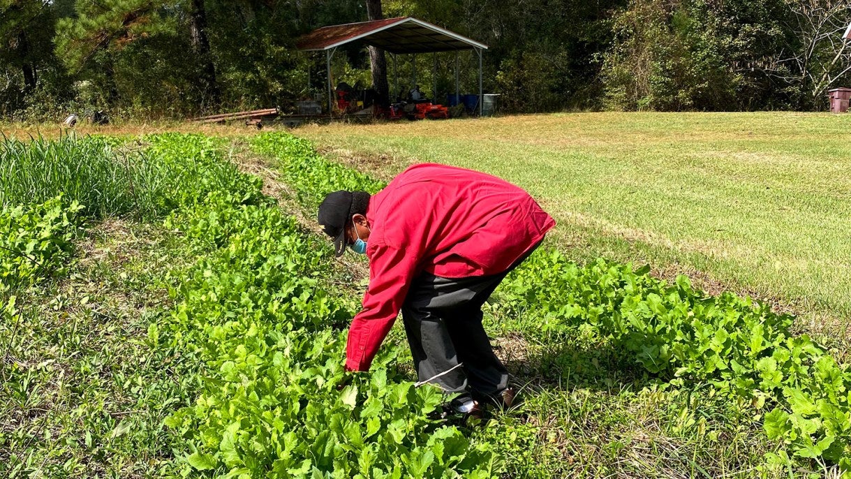 George Hall bends down to tend to his turnips in Greene County, Alabama.