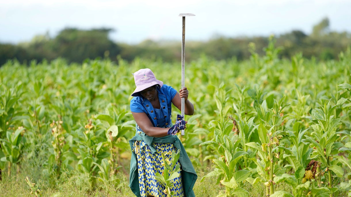 Prioritizing Diversity to Ensure Resilience | Chicago Council on Global Affairs