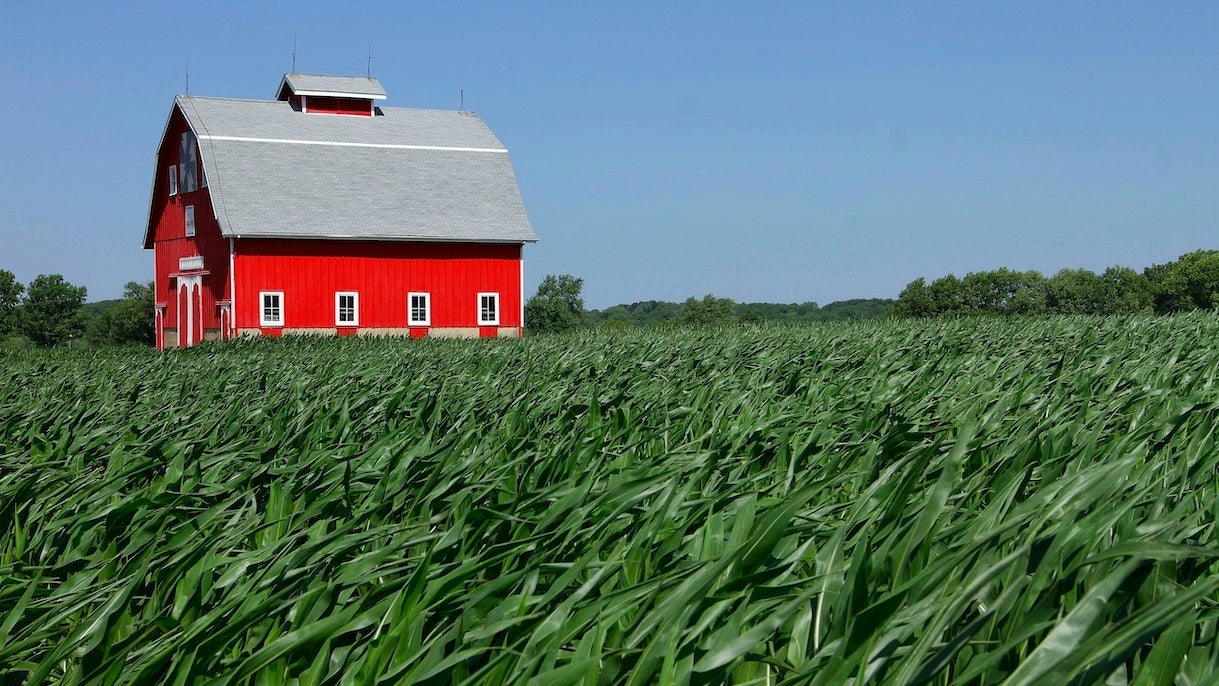 A red barn stands in the background with the green leaves of a corn field in the foreground