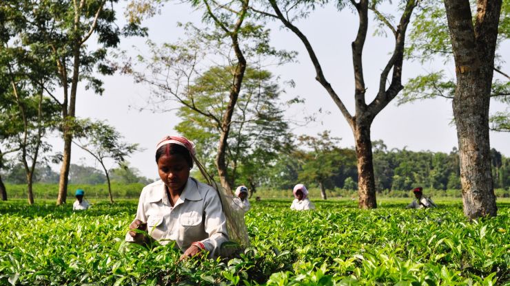 A worker walks through a field of green plants, holding a basket