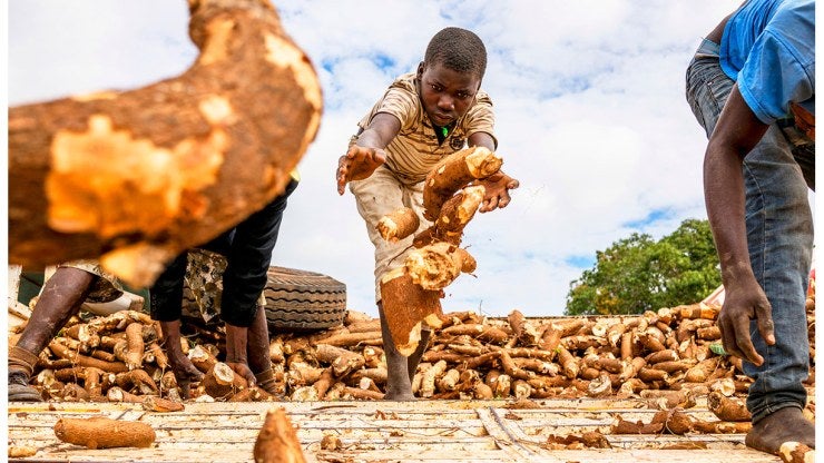 Workers unload a truck of harvested cassava roots.