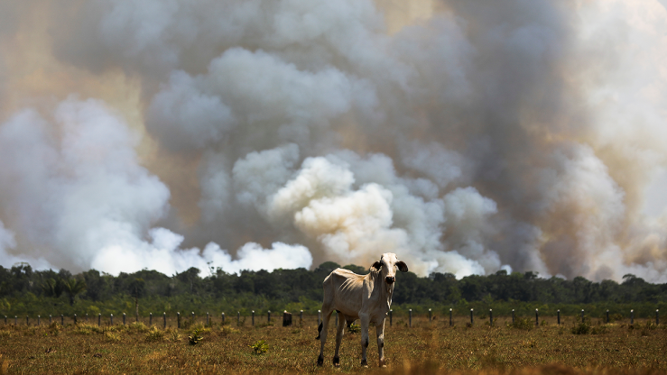 An underfed cow stands in a burning field with large plumes of smoke rising behind them.