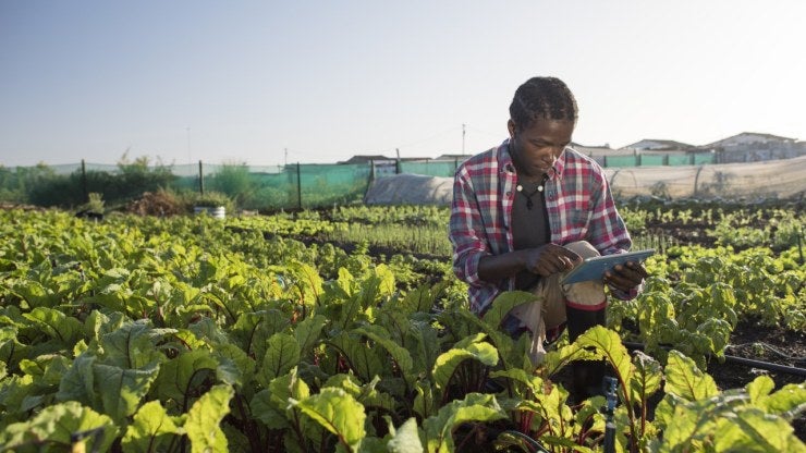 A young person kneels in a field on a farm, looking at a tablet.