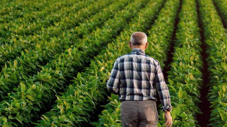 A farmer walks through a field of plants on a farm.