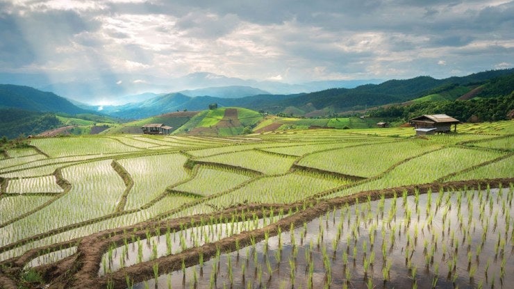 A small house is located on an expansive rice paddy field.