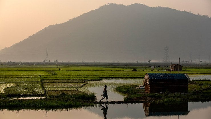 An Indian farmer walks in a paddy field on the outskirts of Gauhati, India.