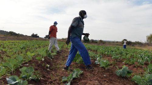 Farmers in South Africa during the COVID-19 pandemic