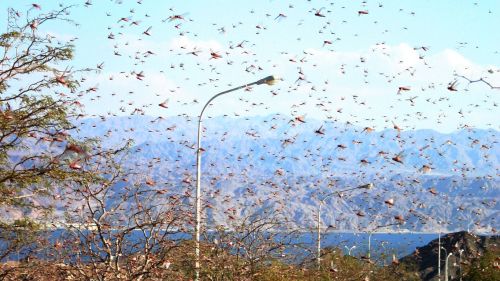 Locust swarm