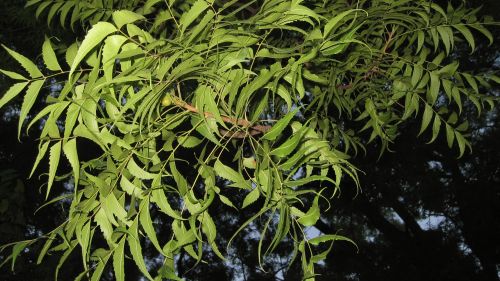 Leaves of a neem tree