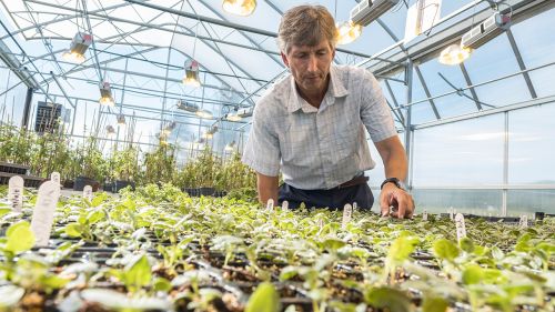 A man checks on young plants in a greenhouse