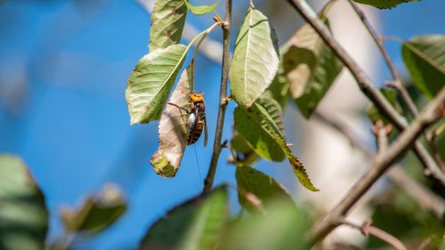 Murder hornets in a tree 