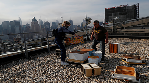 Urban beekeepers in New York City replenish a hive.