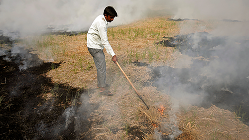 A farmer in India burns paddy waste. 