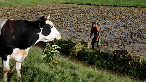 cow and farmer