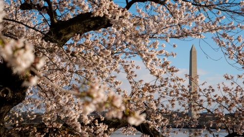 Washington Monument seen through Japanese cherry blossoms.